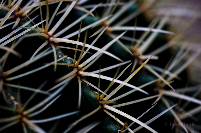 Mein kleiner grüner Kaktus